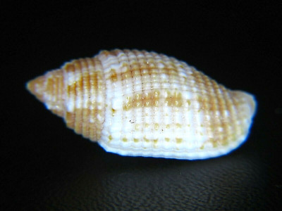 MITRA DESETANGSII: FIJI GEM SCABRICOLA @ 24.73MM-VERY DIFFERENT FORM!