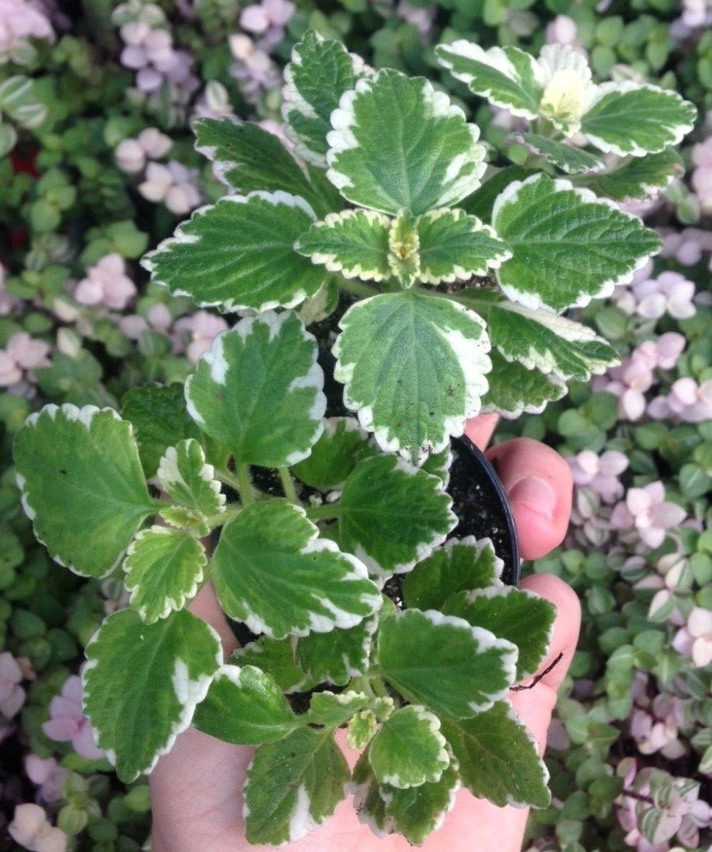 VARIEGATED SWEDISH IVY (PLECTRANTHUS COLEOIDES MARGINATUS) 2 1/4 INCH POT |  eBay