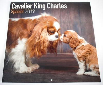 Cavalier King Charles Spaniel Wandkalender 2019 Welpen wunderschöne Fotos Hunde