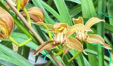 Cymbidium tracyanum  Yellow Red Strips  Fragrant