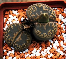 Semillas Lithops aucampiae (forma Kuruman) C011 100 un.