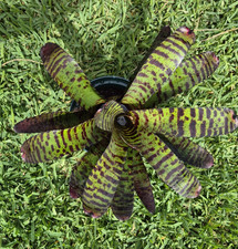 Bromeliad Neoregelia "Hannibal Lecter" Amazing Color Full Grown Free Shipping 