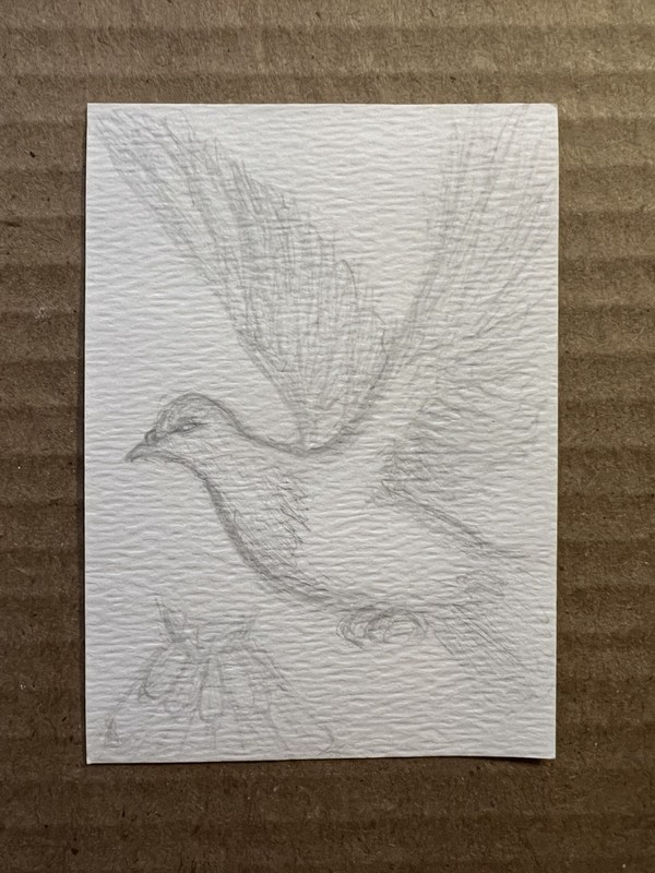ACEO Original Pigeon Sketch Card 3x2.5 5of5 graphite firebutterfly NixR