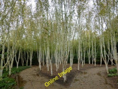 Photo 6x4 Birch trees at Anglesey Abbey, Lode Betula utilis, or Himalayan c2014