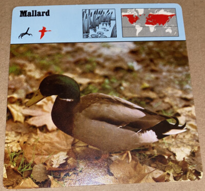 Vintage 1976 Animal Card - Mallard - Printed In Japan | eBay