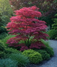 Japanese Purple Maple Tree in 10.5cm pot, Acer Palmatum Atropurpureum Plant