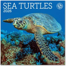 2026 Sea Turtles Mini Wall Calendar 7" X 7"