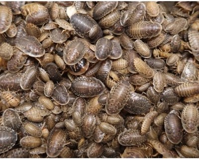 Dubia Roaches (250Bugs) Small Babies Around 1 Cm. 1/4  - 2 Cm