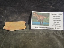 Dinosaurs Bones Carcharodontosaurus Bone African T-Rex Morocco, North Africa