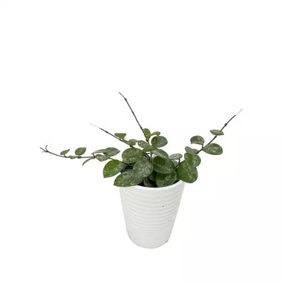 Endless Cascades Hoya Mathilde Splash Indoor Plant in 3.5 In. White Ceramic Cont