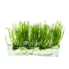 Taiwan Moss Tissue Culture  Aquarium Plants Factory 