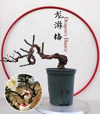 Prunus mume 'Longyou' Bonsai Dragon's Dance Japanese Apricot Bare root shipping
