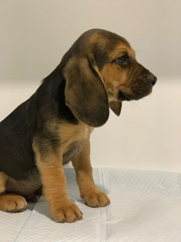 gumtree basset hound