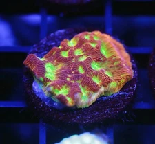 DIYreefer Live Coral WYSIWYG JF Jack-O-Lantern Leptoseris Frag