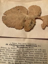 1873-RARE-Herbarium Mycologicum Dried Pressed Leaves-B.F. Thumen-German Forestry