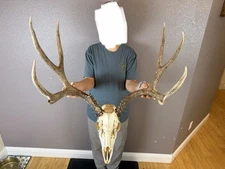 BIG European REAL Skull Mule Deer Antlers Set Wild IDAHO Horns Euro Mount 5x4