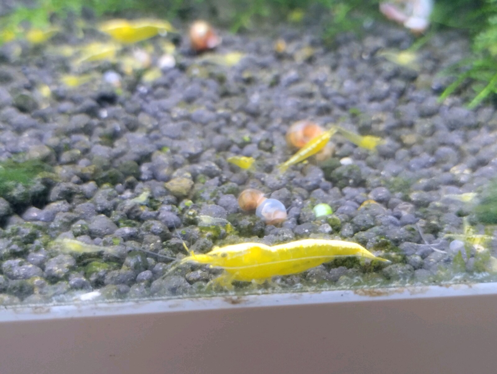 25 Gambas Neocaridinas Pack Mixto De 8 Lineas De Color.