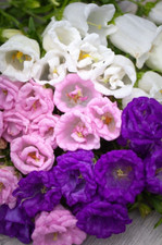 Canterbury bells Campanula medium double mixed 1700 seeds + FREE