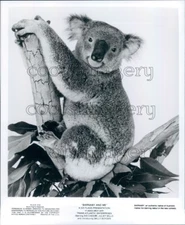Adorable Koala Bear Sitting in Tree Fork Press Photo
