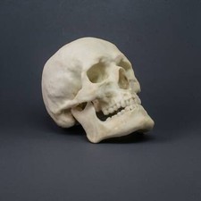 Human Skull - Male Replica Museum Quality 