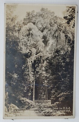 Long Wood, FL Florida Largest Cypress Tree in USA RPPC Real Photo Postcard G52