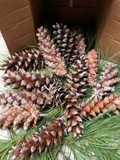 Pine Cones for crafts and decorating- Lot of 25 Eastern White this year Crop