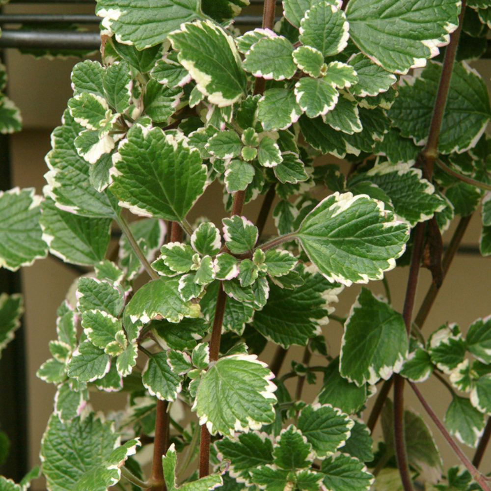 Swedish Ivy Mint Plectranthus Plant Plug Plectranthus tomentosa Mint Fragrant Houseplant