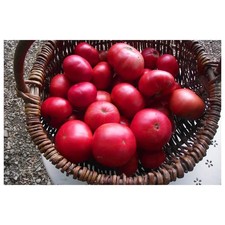 30 Graines Tomates - Semences paysannes bio - Résistantes sécheresse Pascal Poot