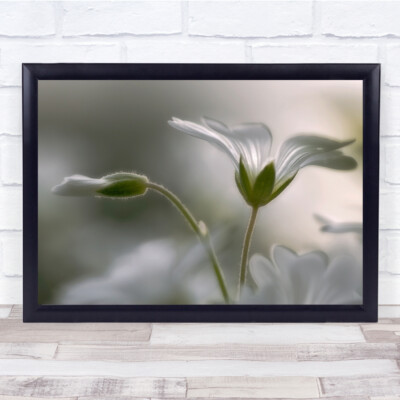 Blume Makro sanft zart Schweden Bokeh Garten Wandbild Kunstdruck