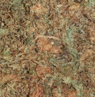 INSECTSDIRECT Sphagnum Moss for Happy Snails Ready To Use Vivarium Terrarium Invert Bioactive