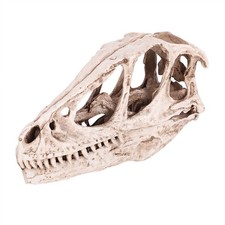 Resin Dinosaur Skull Model Simulated Animal Skeleton Home Office Decor Craft WT