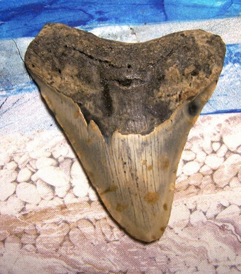 #ad MEGALODON Shark Tooth 4quot; sharks teeth BIG jaw fossil REAL megladon SERRATED nice $89.00
