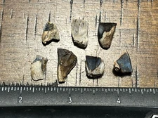 7 Triceratops Spit Teeth Dinosaur Fossil Hell Creek Formation, SD