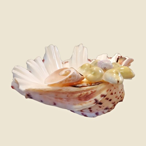 Shell Soap Dish Trinket Bowl Vtg Brown White Philippines Hand Made FREE SHIP - Picture 6 of 10