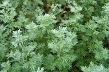 Wormwood Pure & Natural Artemisia absinthium Essential Oil.Undiluted. 5-10% off