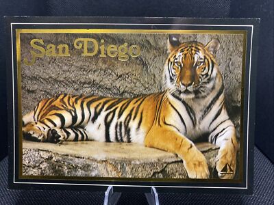 POSTCARD: San Diego Zoo Bengal Tiger C18 ￼