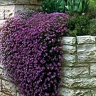 300 Purple Rock Cress Seeds Creeping Thyme Seed Thymus Serpyllum Organic