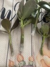 jade plant cuttings — photo 3