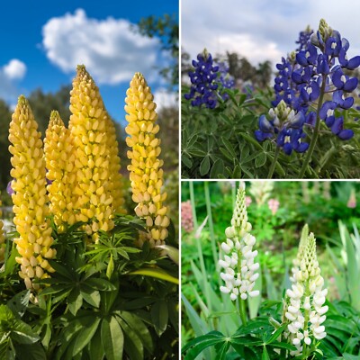 400 Samen Lupine Mix Blau Wei Gelb Wildblume Dnger Bienen Schmetterlinge  | eBay.de