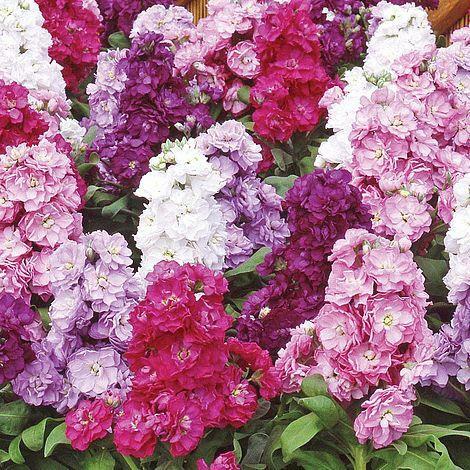 Stock Ten Weeks Mixed Seeds Grow Your Own Flowers Borders Simply Garden - Picture 1 of 2