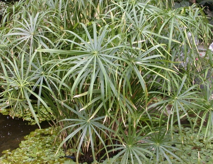 papyrus Cyperus alternifolius 10/20cm plante bassin appartement - Photo 1/1