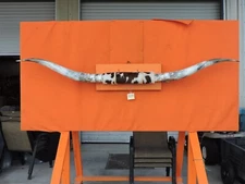 MOUNTED STEER BULL HORNS 7' 11" tip to tip #908 COW BULL HORN LONGHORN