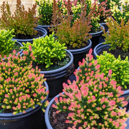 Calluna Heathers | Large Flowering Evergreen Bushy Shrub Mix | 36 Potted Plants - Picture 3 of 6
