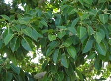 Ficus amplissima BAT FIG TREE Exotic Seeds!