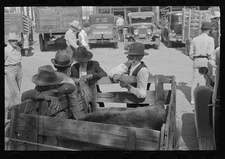 Farmers grouped around a calf in a trailer, farmers' market, Weatherford, Texas