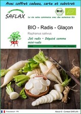 SAFLAX Kit cadeau - BIO - Radis - Glaçon - 100 graines - Raphanus