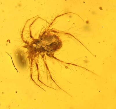 Detailed Acari (Mite) with hairy legs, Fossil inclusion in Burmese Amber