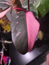 Half Moon Pink Princess Philodendron Plant Cutting, PPP Rare Plant