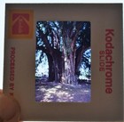 1981 35mm (7) SLIDES OF MEXICO — photo 5