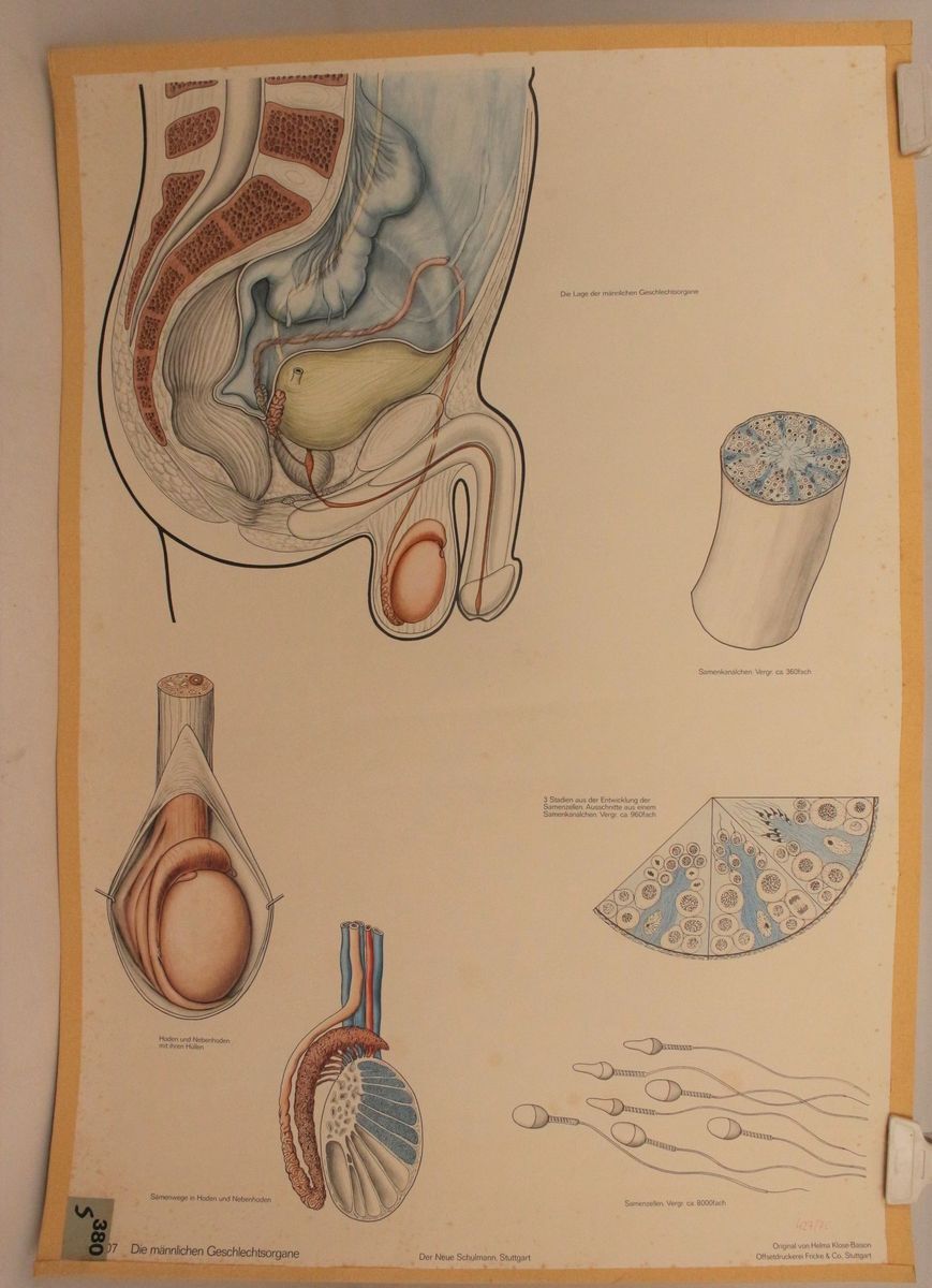 Schulwandkarte Männliche Geschlechtsorgane Der neue Schulmann Nr. 4207 Wandbild